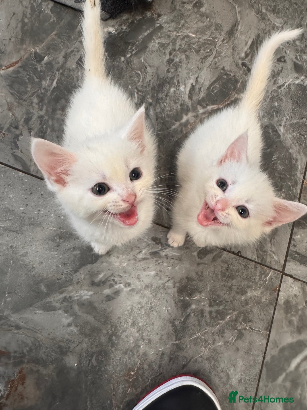 Turkish Angora cats for sale: Turkish angora  - Image 3