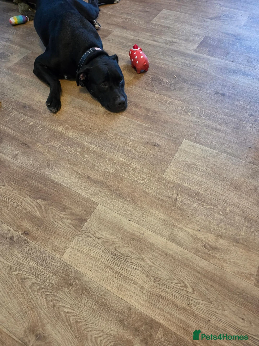 Mixed Breed dogs for sale: Staffy cross sweet girl  - Advert 3