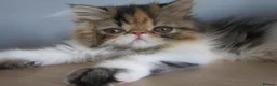 Persian cats for sale: Pedigree Persian female kitten - Advert 11