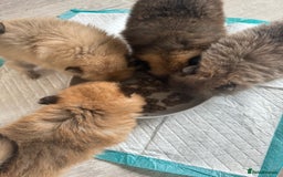 Pomeranian dogs for sale: STUNNING mini Pomeranians  - Image 3