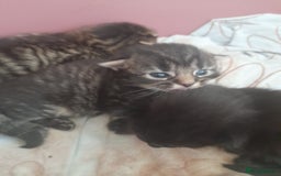 Mixed Breed cats for sale: 2 female & 1 male  - Image 2