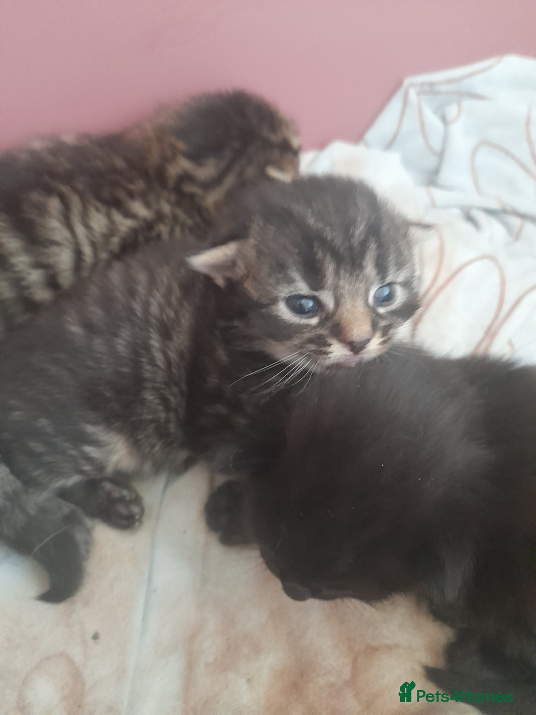 Mixed Breed cats for sale: 2 female & 1 male  - Image 2