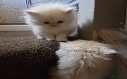 Persian cats for sale: 🌟 Trio of Precious, Purebred Persian Kittens🌟 - Image 19