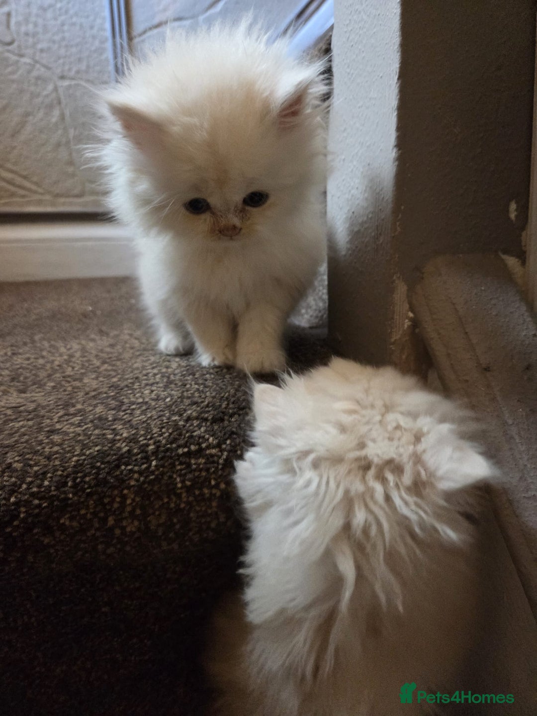 Persian cats for sale: 🌟 Trio of Precious, Purebred Persian Kittens🌟 - Image 19