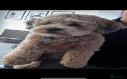 Lhasapoo dogs for stud: Lhasapoo Stud  - Image 3