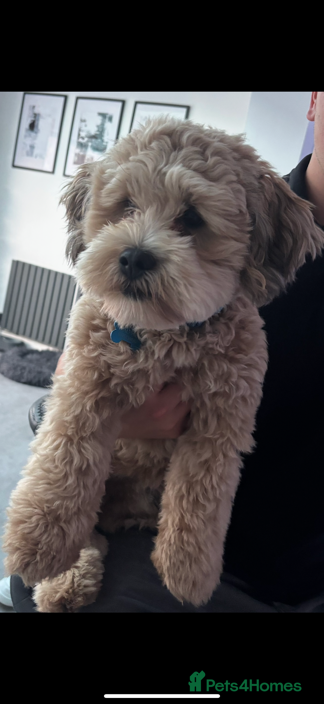 Lhasapoo dogs for stud: Lhasapoo Stud  - Image 3