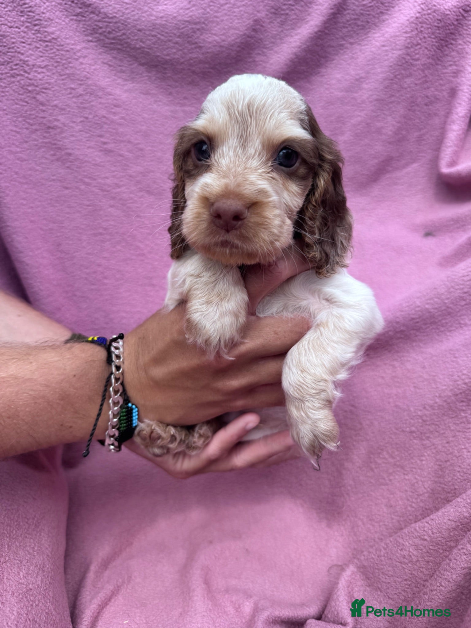 Cocker Spaniel dogs  Beautiful Litter of Show Cocker Spaniels  - Advert 7