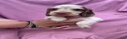 Cocker Spaniel dogs for sale:  Beautiful Litter of Show Cocker Spaniels  - Advert 11