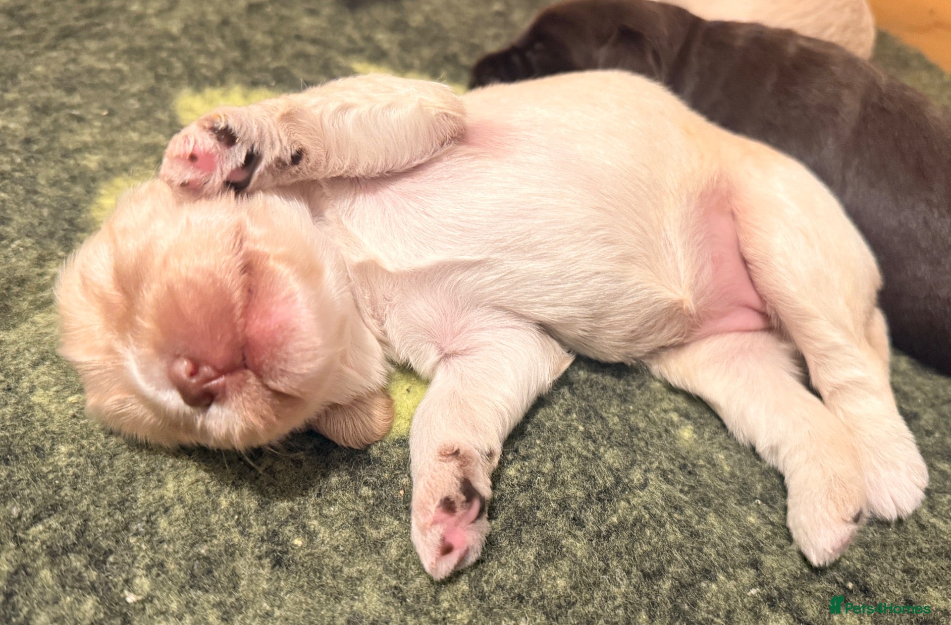 Australian Labradoodle dogs     🐾 Adorable Australian Labradoodle Puppies  - Advert 1