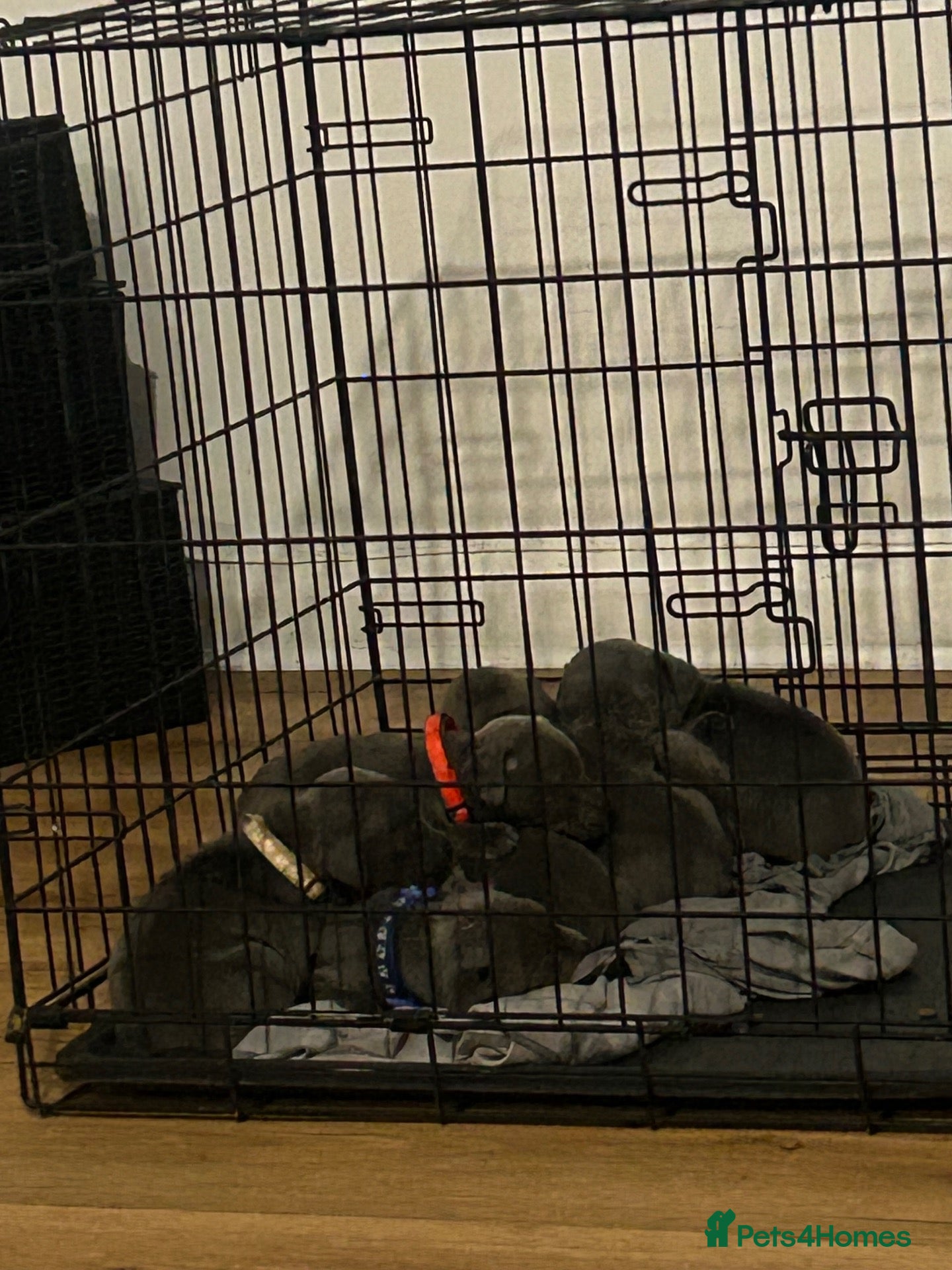 Staffordshire Bull Terrier dogs for sale: Staffordshire bull terriers pups - Advert 1