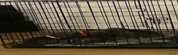Staffordshire Bull Terrier dogs for sale: Staffordshire bull terriers pups - Advert 4
