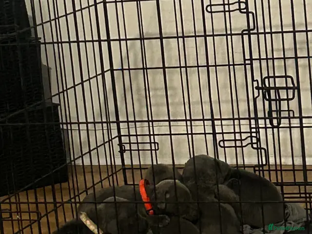 Staffordshire Bull Terrier dogs for sale: Staffordshire bull terriers pups - Advert 1