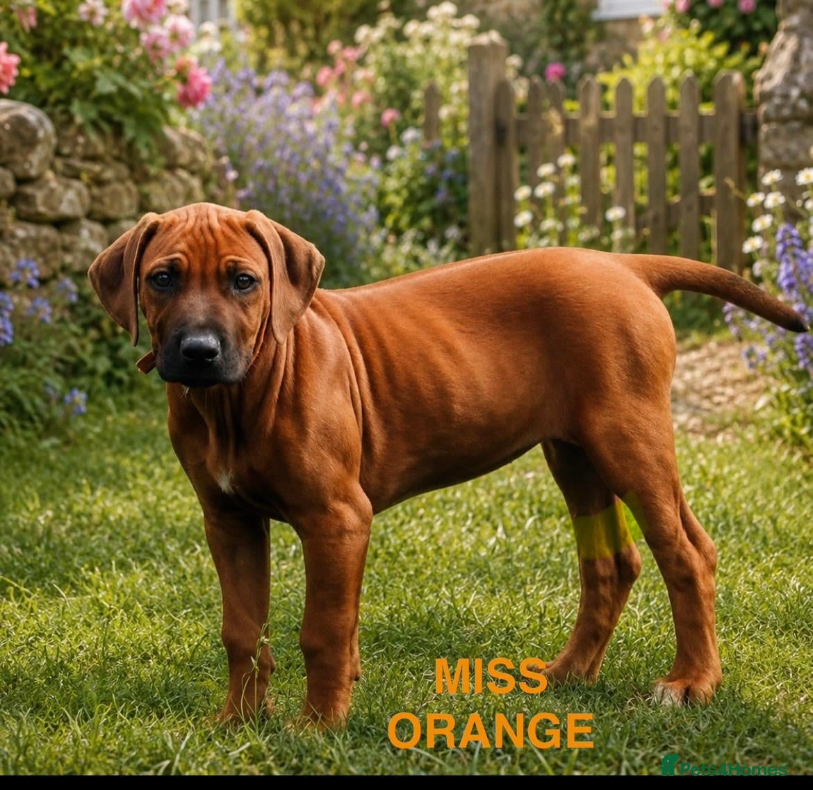 Rhodesian Ridgeback dogs 5 Star Council Registered Breeder         - Advert 2