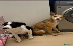 Border Collie dogs for sale: 3 border collie pups - Image 1