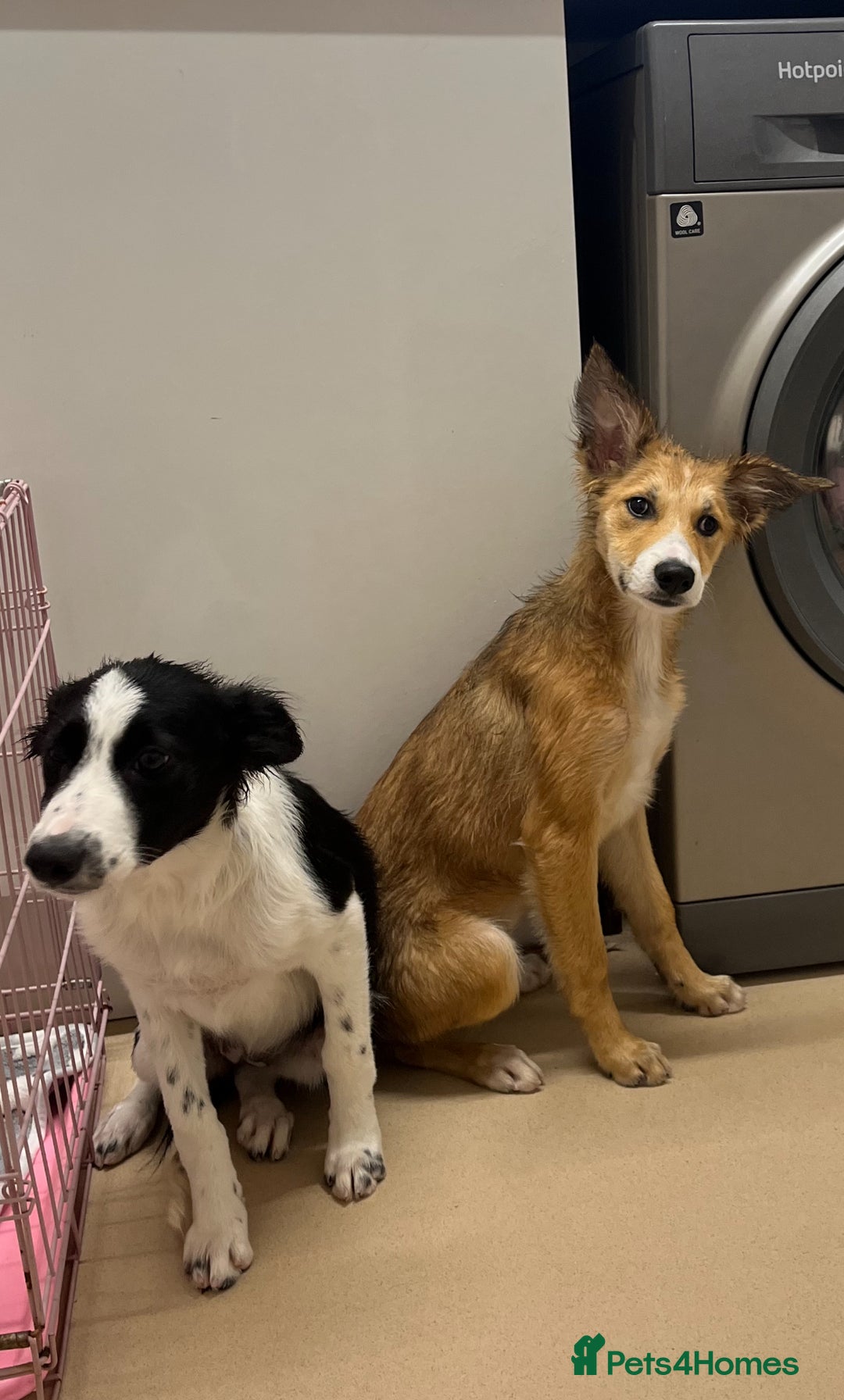 Border Collie dogs for sale: 3 border collie pups - Image 1