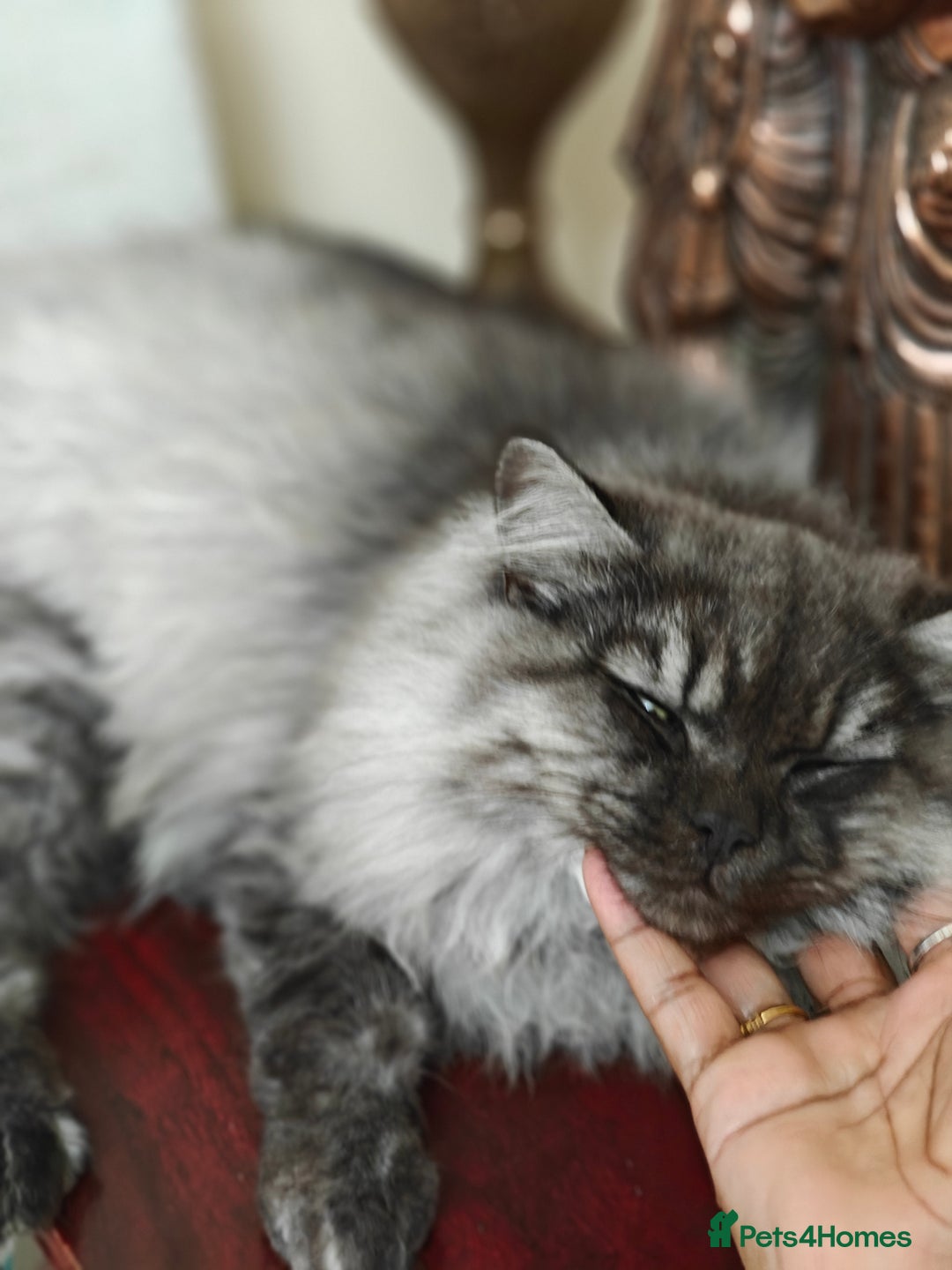 Mixed Breed cats for sale: Miss urmi patel - Advert 9