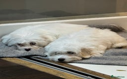 Coton De Tulear dogs for sale: Coton de tulear puppies for sale  - Advert 13