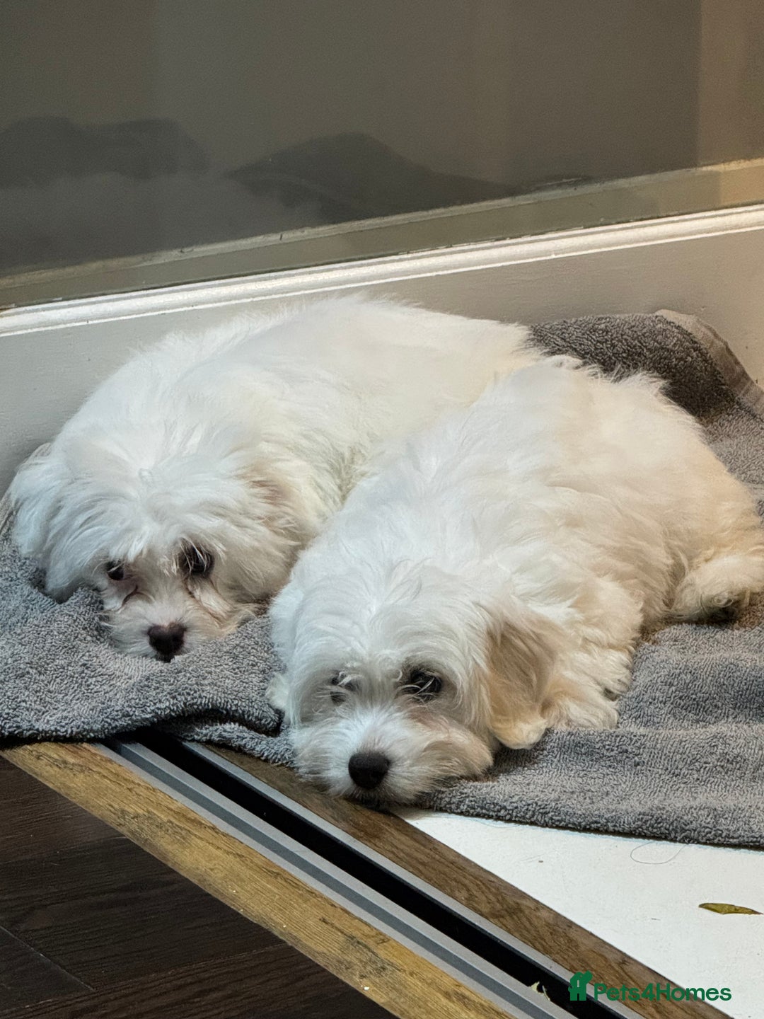 Coton De Tulear dogs for sale: Coton de tulear puppies for sale  - Advert 13