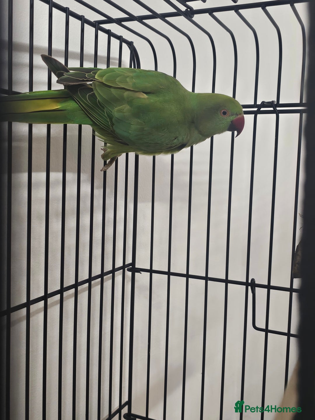 Ringnecks birds for sale: Indian ringneck parrot  - Advert 2