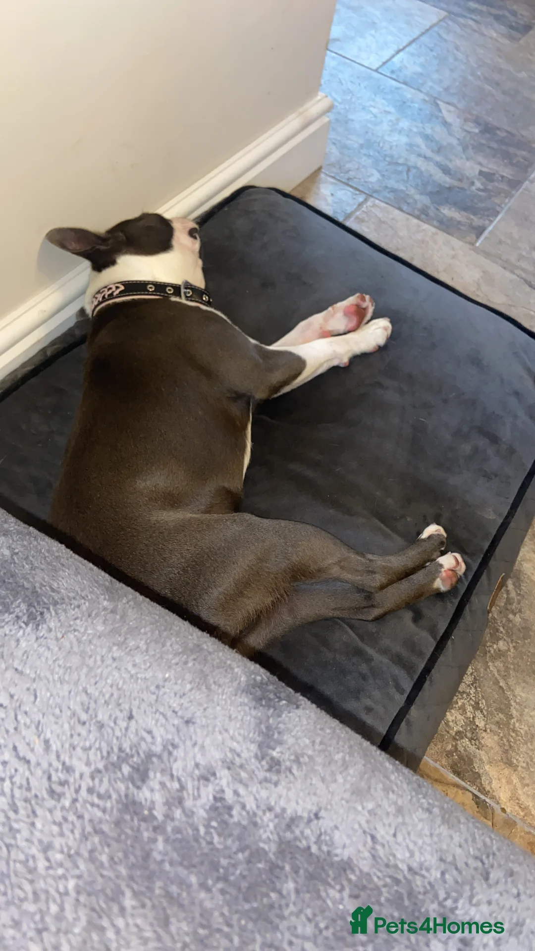 Boston Terrier dogs for sale: Boston terrier bitch - Advert 2