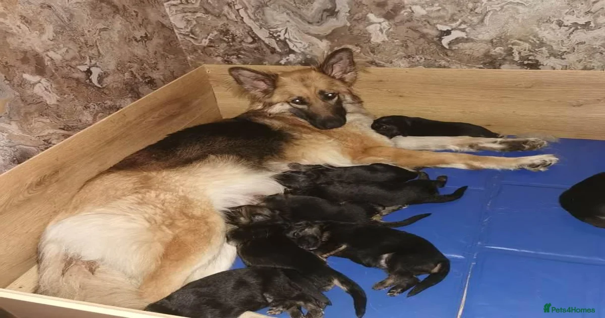German shepherd puppies for sale in Rochdale | Pets4Homes