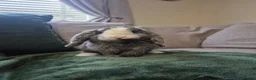 Mini Lion Lop rabbits for sale: Mini lop male  - Advert 4