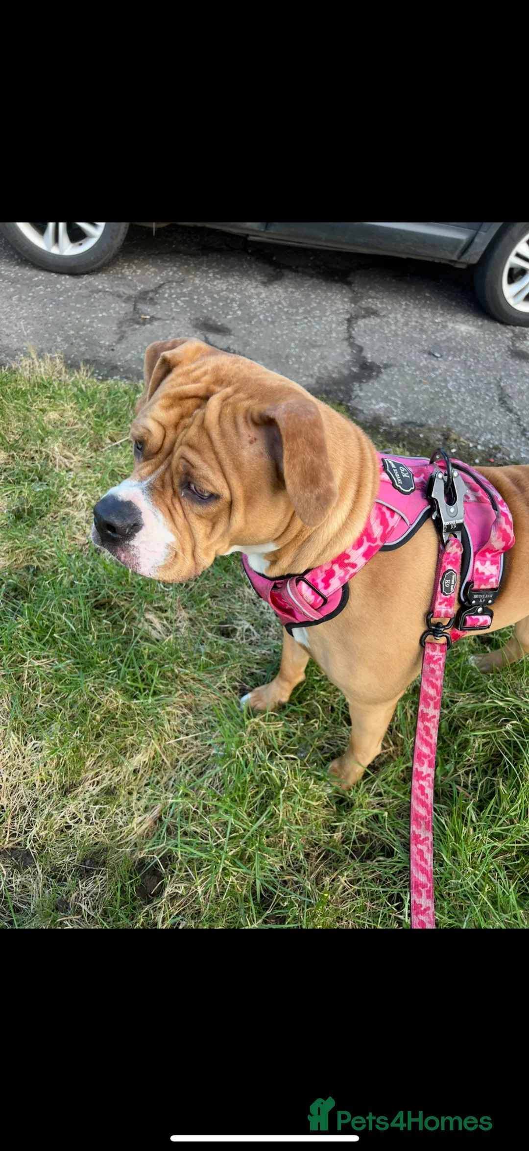 American Bully dogs for sale: American bully in Kilmarnock - Advert 2