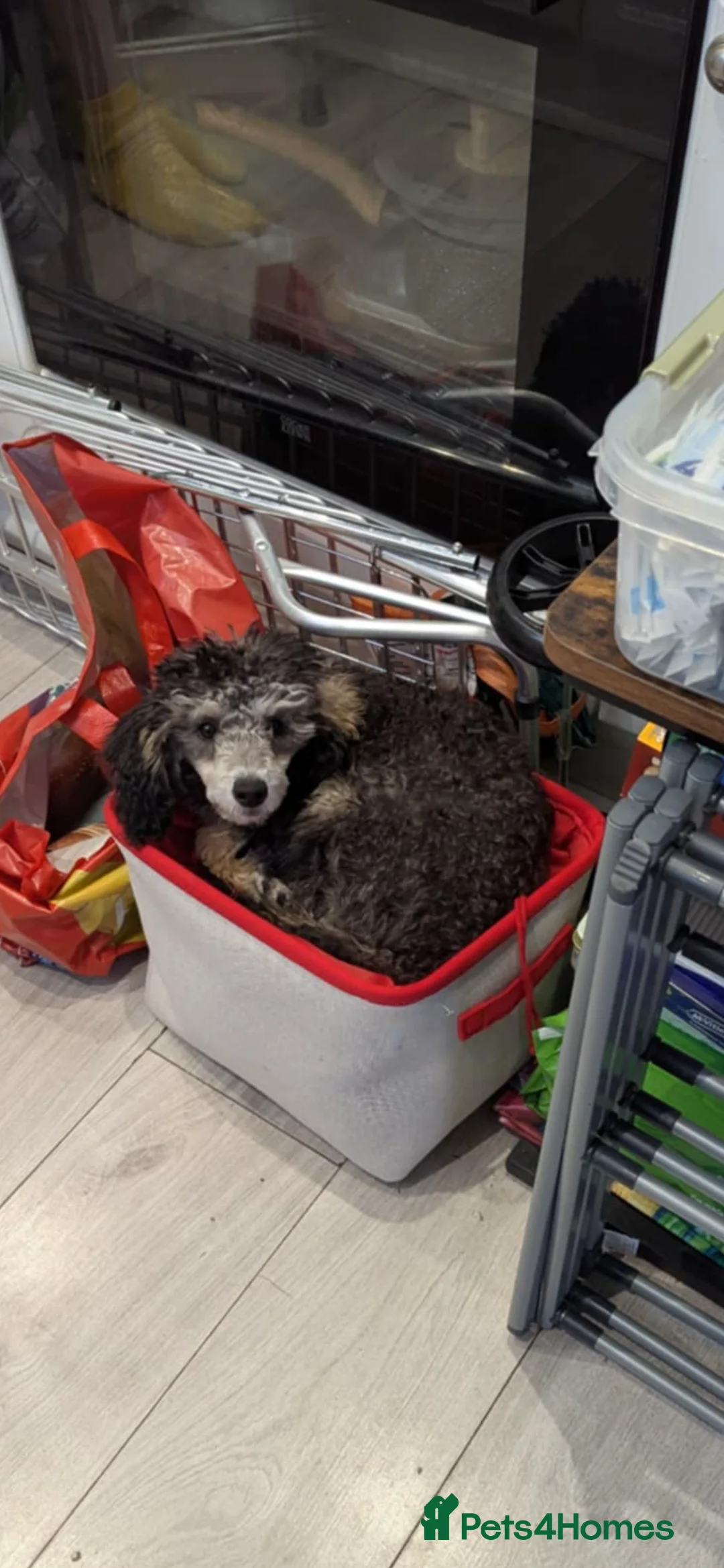 Toy Poodle dogs for sale: silver phantom toy poodle  - Advert 2