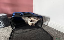 Ragdoll cats for sale: 10 weeks old Ragdoll kitten £400 - Image 15