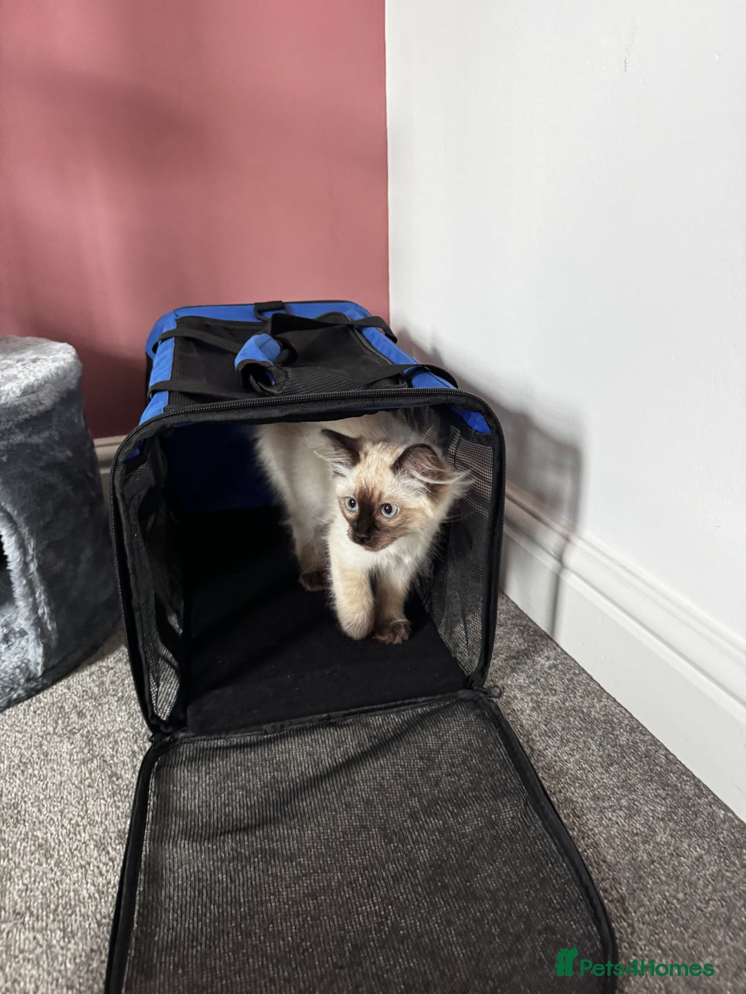 Ragdoll cats for sale: 10 weeks old Ragdoll kitten £400 - Image 15