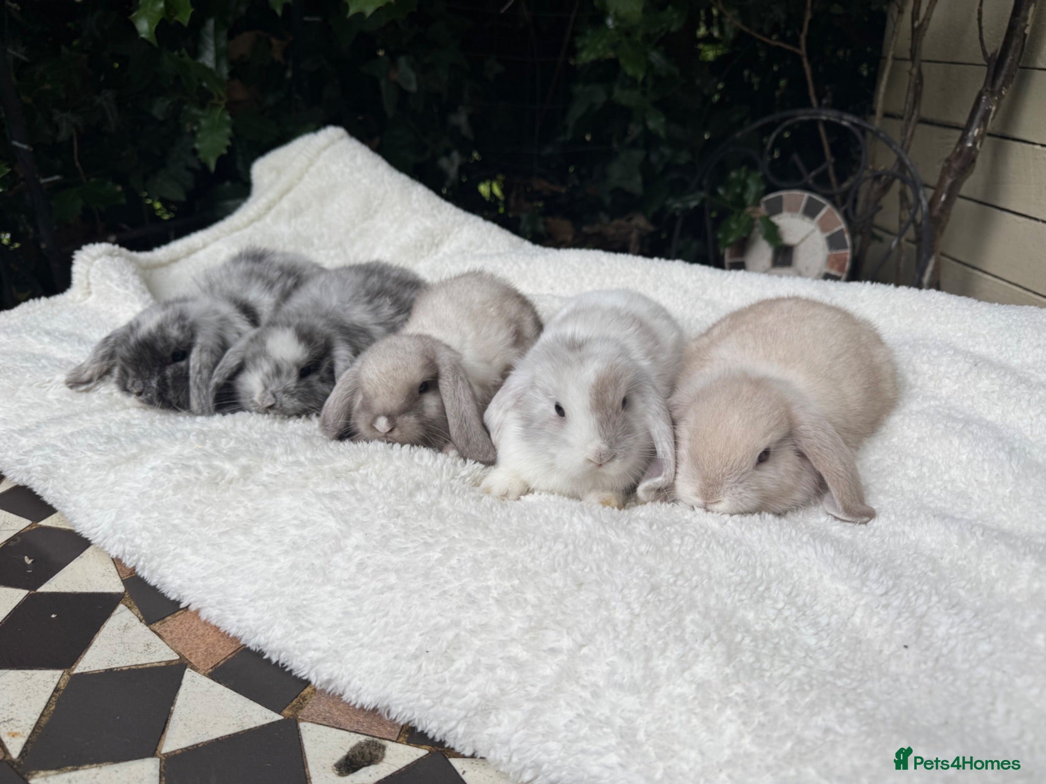 Mini Lion Lop rabbits Gorgeous Mini Lops pedigree rabbits - Advert 1