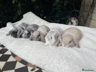 Mini Lion Lop rabbits Gorgeous Mini Lops pedigree rabbits - Advert 2
