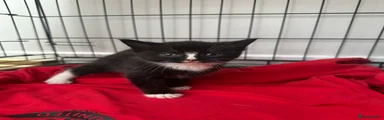 tuxedo kitten male 