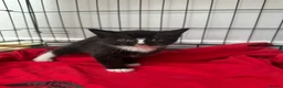 Domestic Shorthair cats for sale: 3 Beautiful Black & White Kittens🐈‍⬛ in Eastbourne - Advert 8