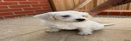 Mixed Breed dogs for sale: Cockapoo x Jackapoo Male - Advert 1