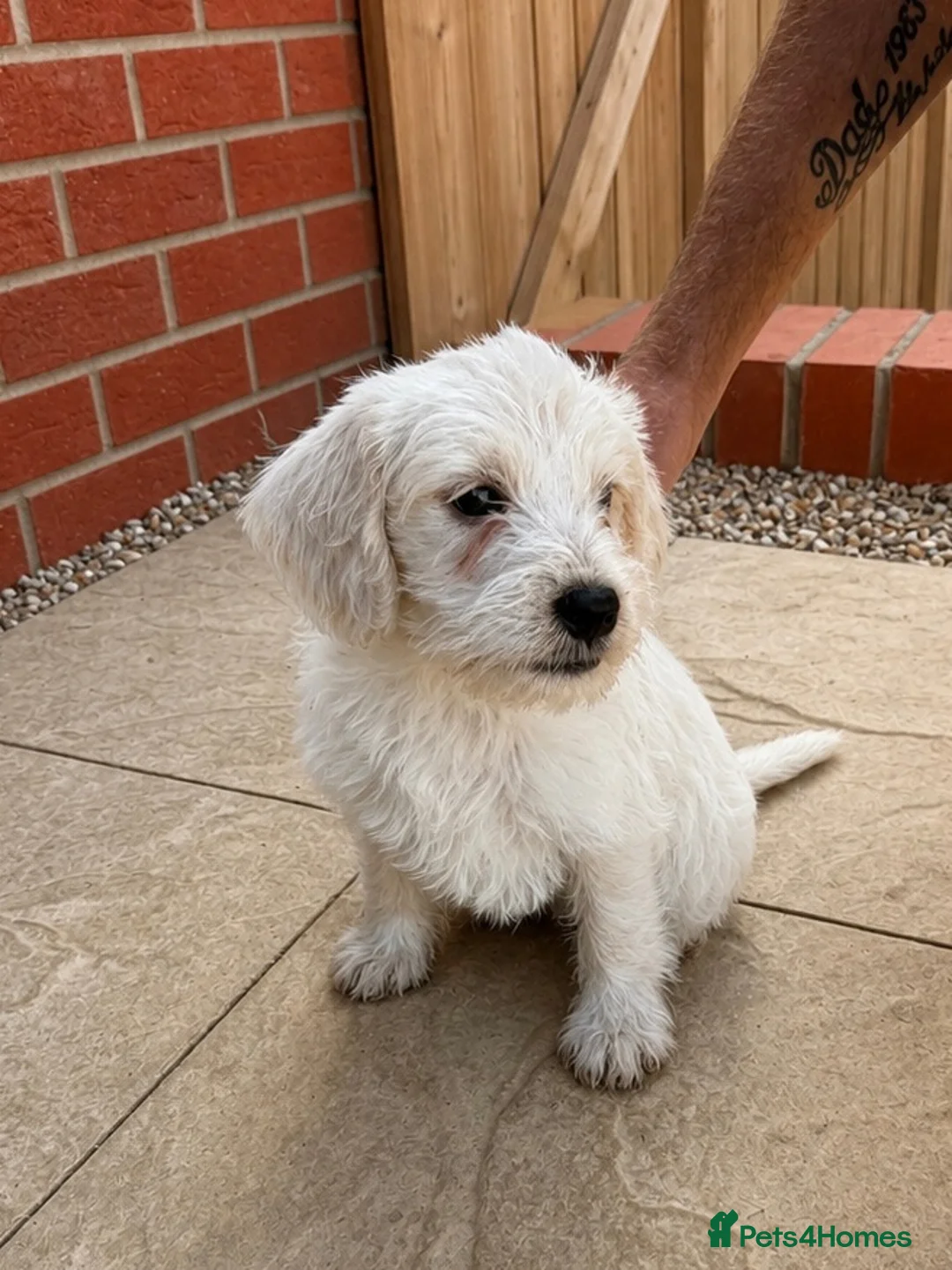 Mixed Breed dogs for sale: Cockapoo x Jackapoo Male - Advert 1