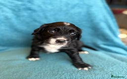 Sprocker dogs for sale: Beautiful Sprocker Spaniel pups - Image 20