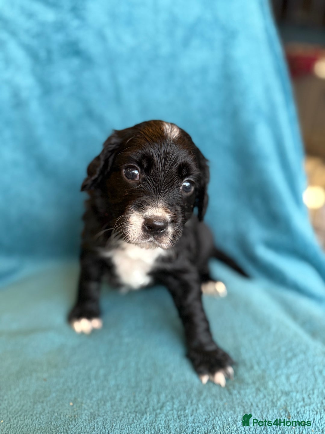 Sprocker dogs for sale: Beautiful Sprocker Spaniel pups - Image 20