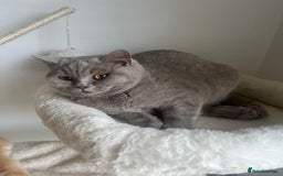 British Shorthair cats for sale: GCCF Registered Lilac British Shorthair Boy - Image 21