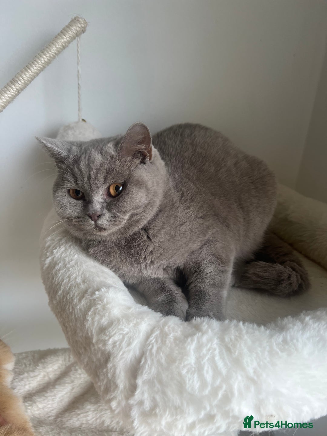 British Shorthair cats for sale: GCCF Registered Lilac British Shorthair Boy - Image 21