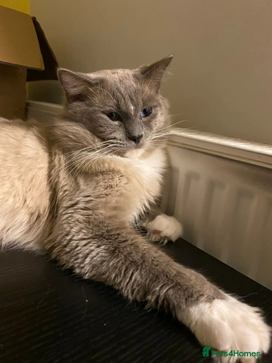 Ragdoll cats for stud: GCCF Reg. Blue point mitted Ragdoll Stud - JEEVES - Advert 8