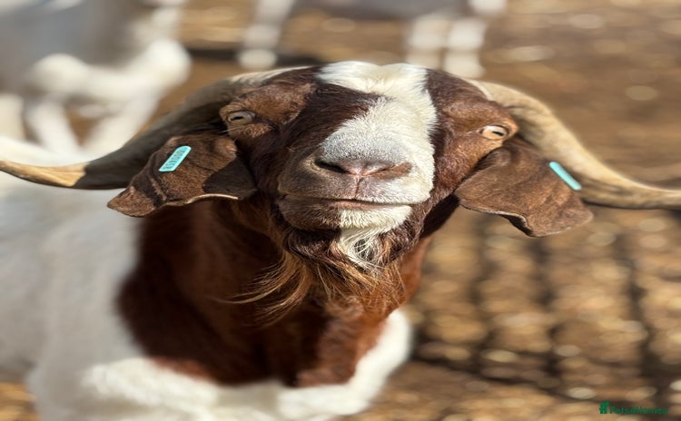 Goats livestock - Advert 4