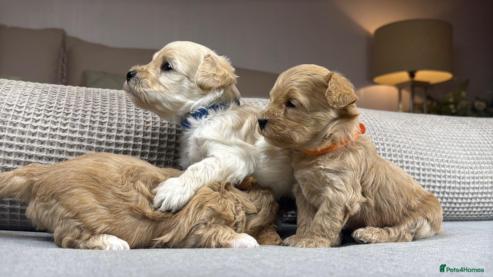 Maltipoo dogs SEE ALL OUR PUPPIES ON INSTA. OAKWELL RETRIEVERS  - Advert 2