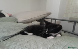 Mixed Breed cats for sale: 5 Beautiful gorgeous kittens 😺😼😻😸😹 - Image 19