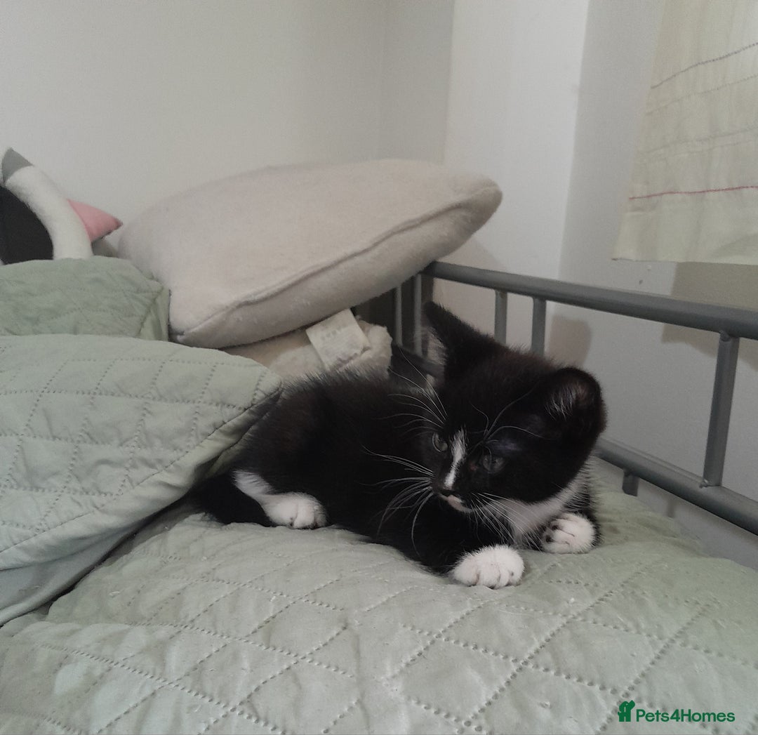 Mixed Breed cats for sale: 5 Beautiful gorgeous kittens 😺😼😻😸😹 - Image 19