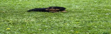 Cockapoo 2