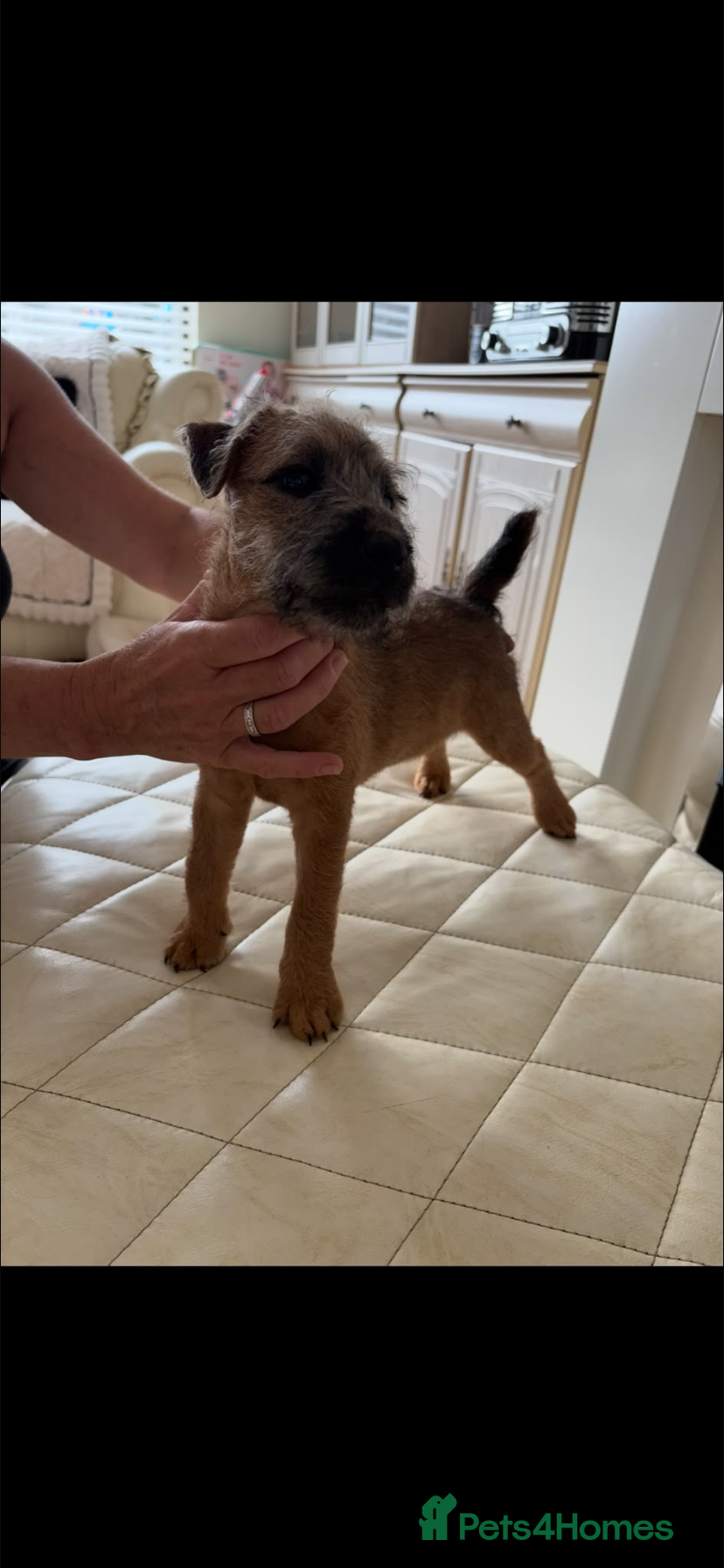 Lakeland Terrier dogs 2 Perfect Example Lakeland Bitches Ready Now - Advert 1