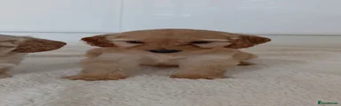 Cockapoo 2