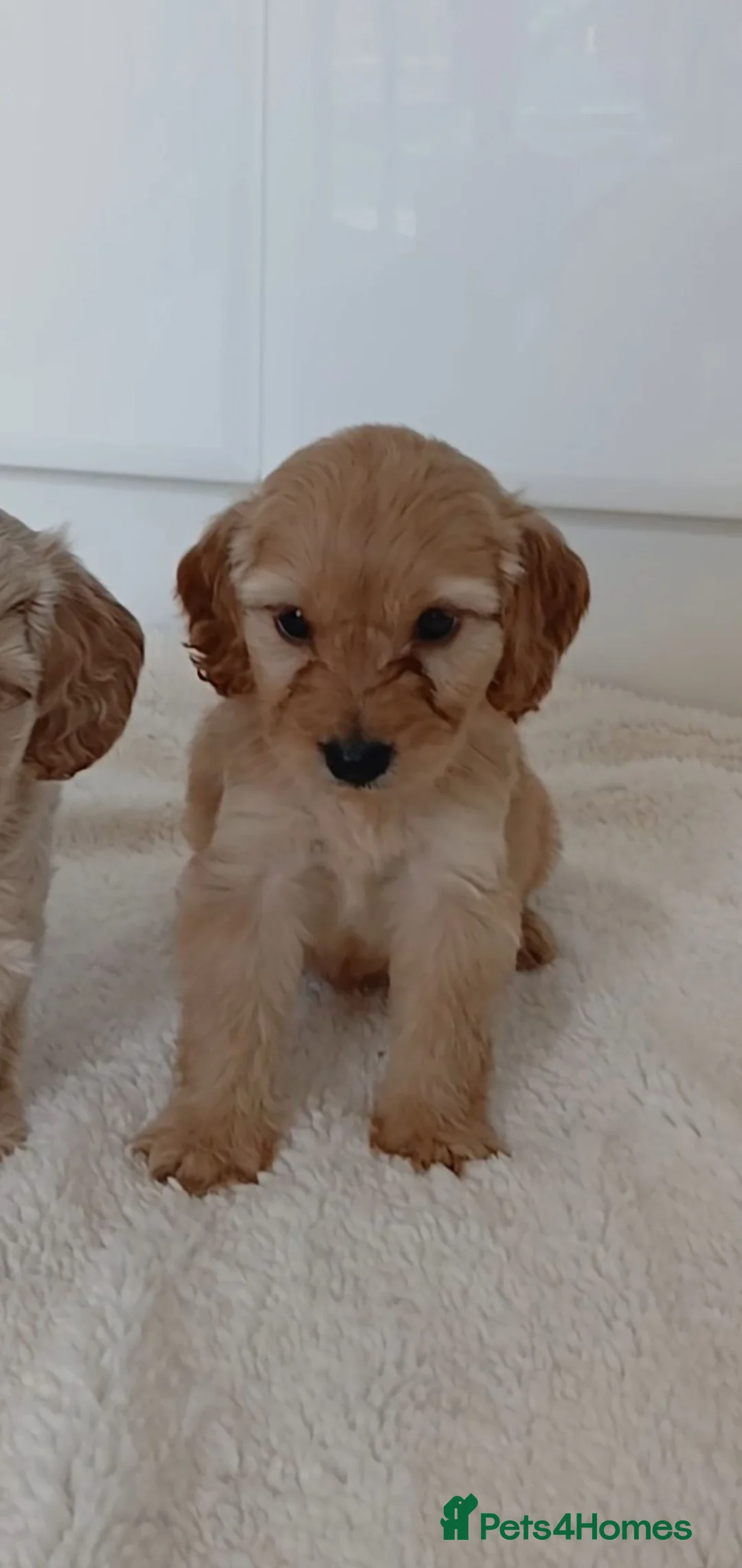 Cockapoo dogs for sale: Toy PRA Clear cockapoo  in Basildon - Advert 2
