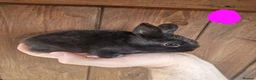 Mixed Breed rabbits for sale: Very tame baby rabbits  - Advert 11